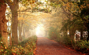 Картинка природа дороги дорожка аллея осень