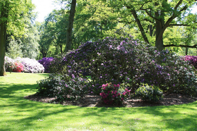 Обои картинки фото rhododendronpark, bremen, германия, природа, парк, кусты