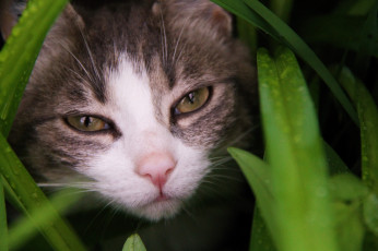 Картинка животные коты трава глаза взгляд кошак кот