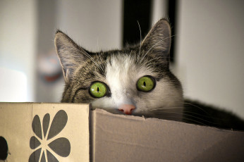 Картинка животные коты взгляд кошак глаза кот коробка
