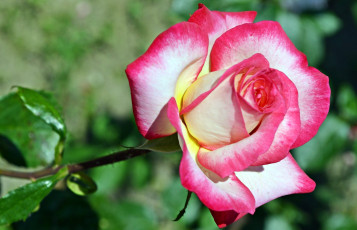 Картинка цветы розы двухцветный