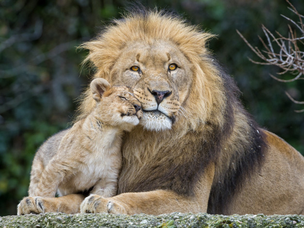 Обои картинки фото ©tambako the jaguar, животные, львы, пара, кошки, львёнок, лев