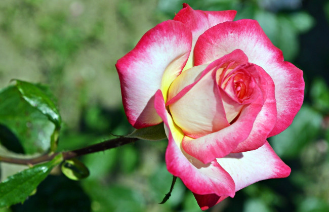 Обои картинки фото цветы, розы, двухцветный