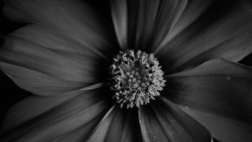 Картинка цветы георгины цветок черно-белый