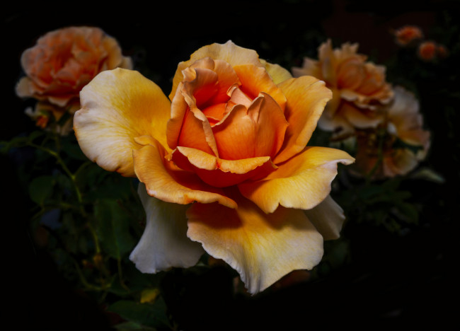 Обои картинки фото цветы, розы, лепестки, бутон