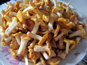 Картинка еда грибы +грибные+блюда лисички