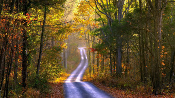 обоя природа, дороги, листопад, лес, дорога, осень, проселочная