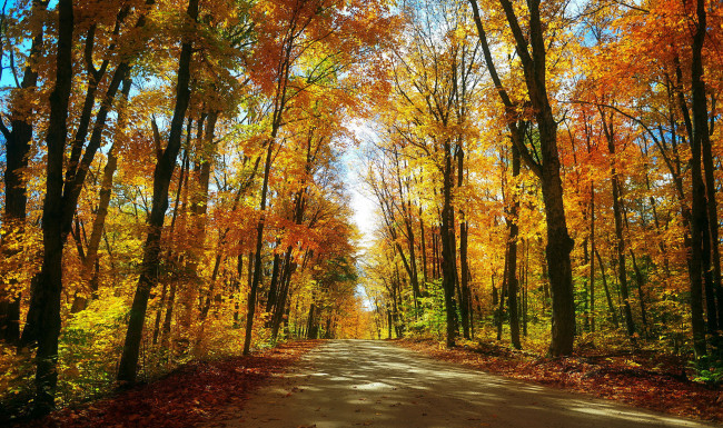 Обои картинки фото природа, дороги, проселочная, дорога, осень, лес, листопад