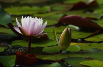 Картинка цветы лилии+водяные +нимфеи +кувшинки лилия водяная пруд листья