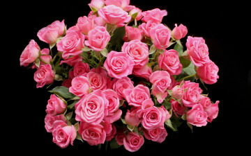 Картинка цветы розы розовые бутоны черный фон