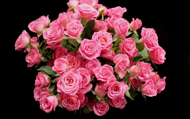 Обои картинки фото цветы, розы, розовые, бутоны, черный, фон