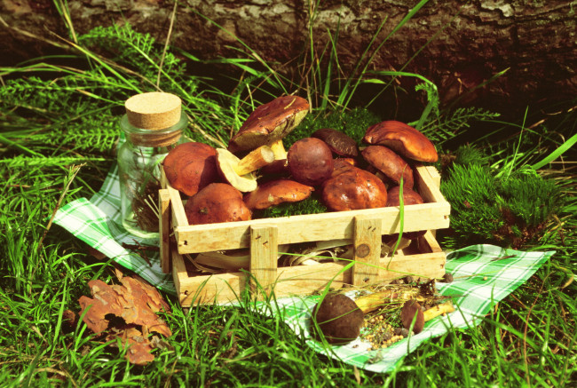 Обои картинки фото еда, грибы,  грибные блюда, трава, ящик, лесные