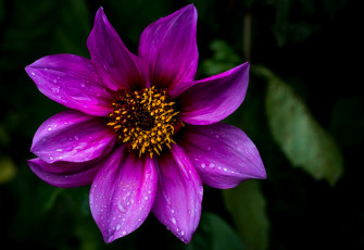 Картинка цветы георгины лиловый георгин макро капли