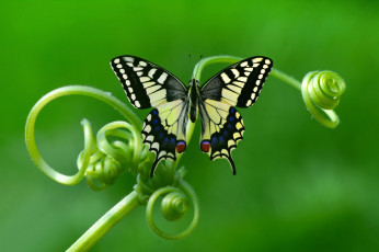 Картинка животные бабочки +мотыльки +моли макро стебли бабочка насекомое