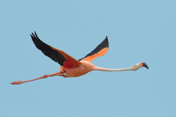 Картинка животные фламинго птица