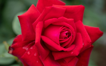 Картинка цветы розы алая роза макро капли