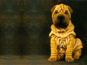 Картинка животные собаки морщины собака шарпей