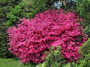 Картинка цветы цветущие деревья кустарники кусты