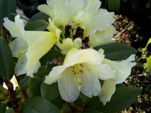Картинка цветы рододендроны азалии белый