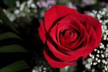Картинка цветы розы красные