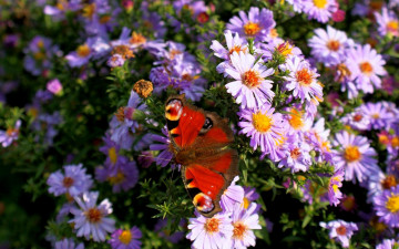 Картинка животные бабочки куст яркая бабочка цветы
