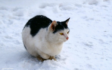 Картинка животные коты на снегу
