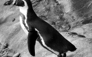 обоя животные, пингвины, черно-белое, фото