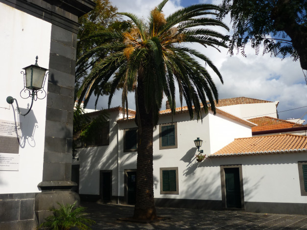 Обои картинки фото города, здания, дома, funchal, madeira, portugal, пальма