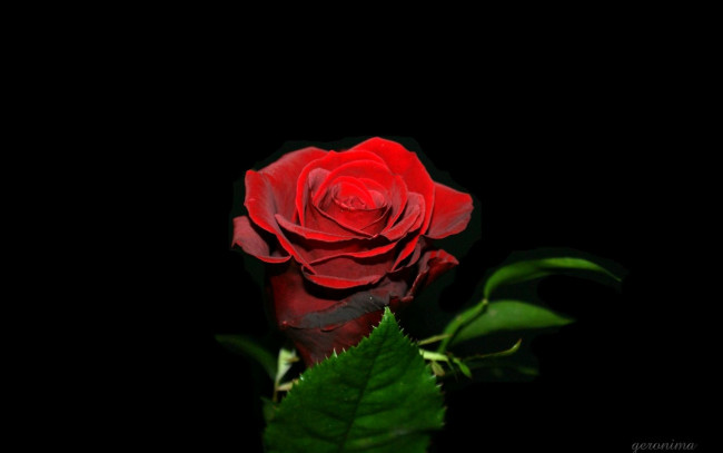 Обои картинки фото автор, geronima, цветы, розы, красный