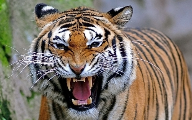 Обои картинки фото животные, тигры, пасть, морда, хищник, тигр, усы, оскал, взгляд