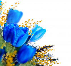 обоя цветы, разные вместе, синий, тюльпаны, мимоза