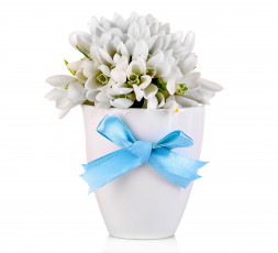 обоя цветы, подснежники,  белоцветник, бант, синий, белый, лента, ваза