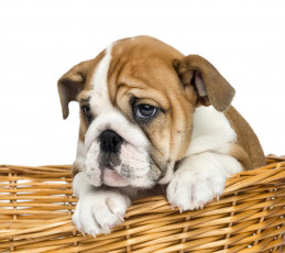 Картинка животные собаки корзина фон щенок грустный