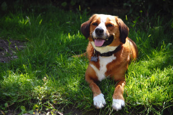 Картинка животные собаки рыжая собака зелень трава