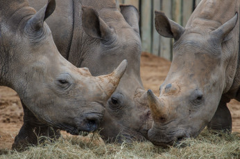 Картинка животные носороги трапеза вольер