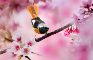 Картинка животные птицы весна ветка розовые цветы дерево размытие вишня горихвостка птица