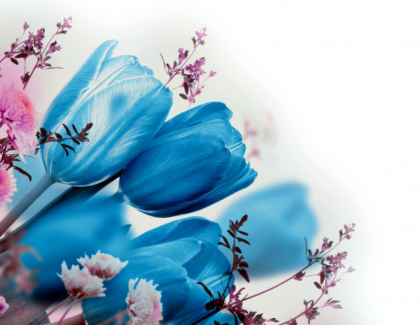 Обои картинки фото цветы, разные вместе, синий, тюльпаны