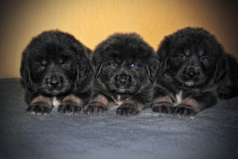 Картинка тибетский+мастиф животные собаки собака тибетский мастиф