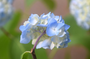 Картинка цветы гортензия макро голубые