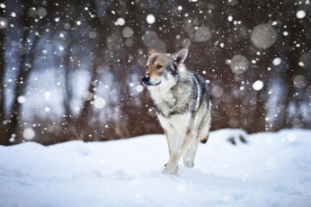 Картинка животные собаки wolfdog собака снег