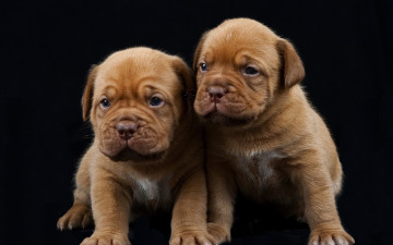 Картинка бордоский+дог животные собаки собака щенки бордоский дог