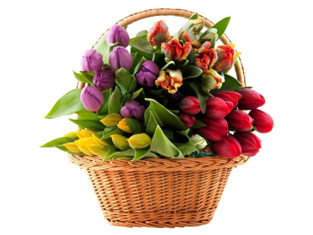 Обои картинки фото цветы, тюльпаны, бутоны, корзинка