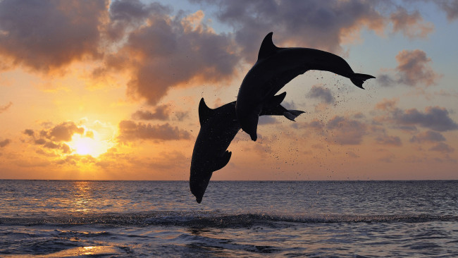 Обои картинки фото животные, дельфины, даль, прыжок, пейзаж, тело, силуэт, рассвет, горизонт, пара, небо, море