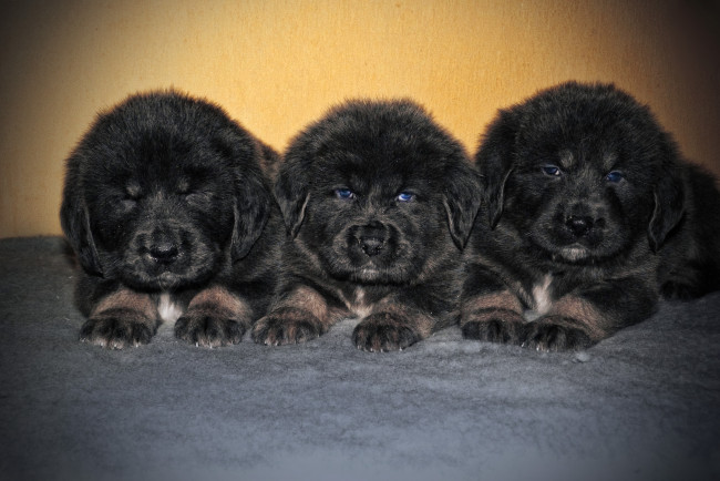 Обои картинки фото тибетский мастиф, животные, собаки, собака, тибетский, мастиф