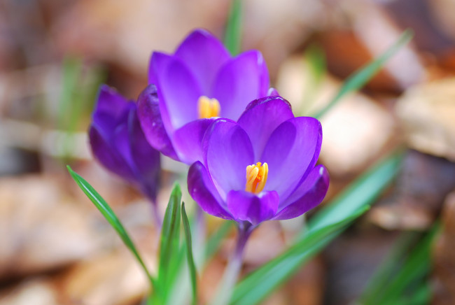 Обои картинки фото цветы, крокусы, весна, фиолетовые, макро