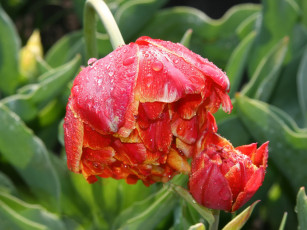 Картинка цветы тюльпаны макро капли бутоны