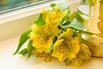 Картинка цветы альстромерия макро желтый