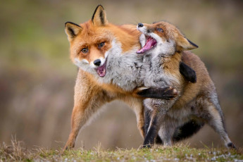 Картинка животные лисы игра лиса лис