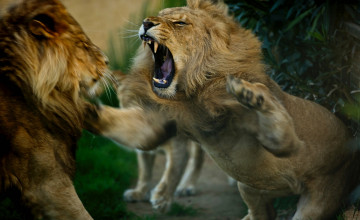 Картинка животные львы злюка царь зверей лев разборки