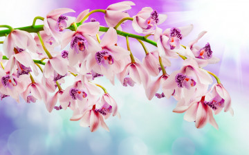 Картинка цветы орхидеи ветка flowers